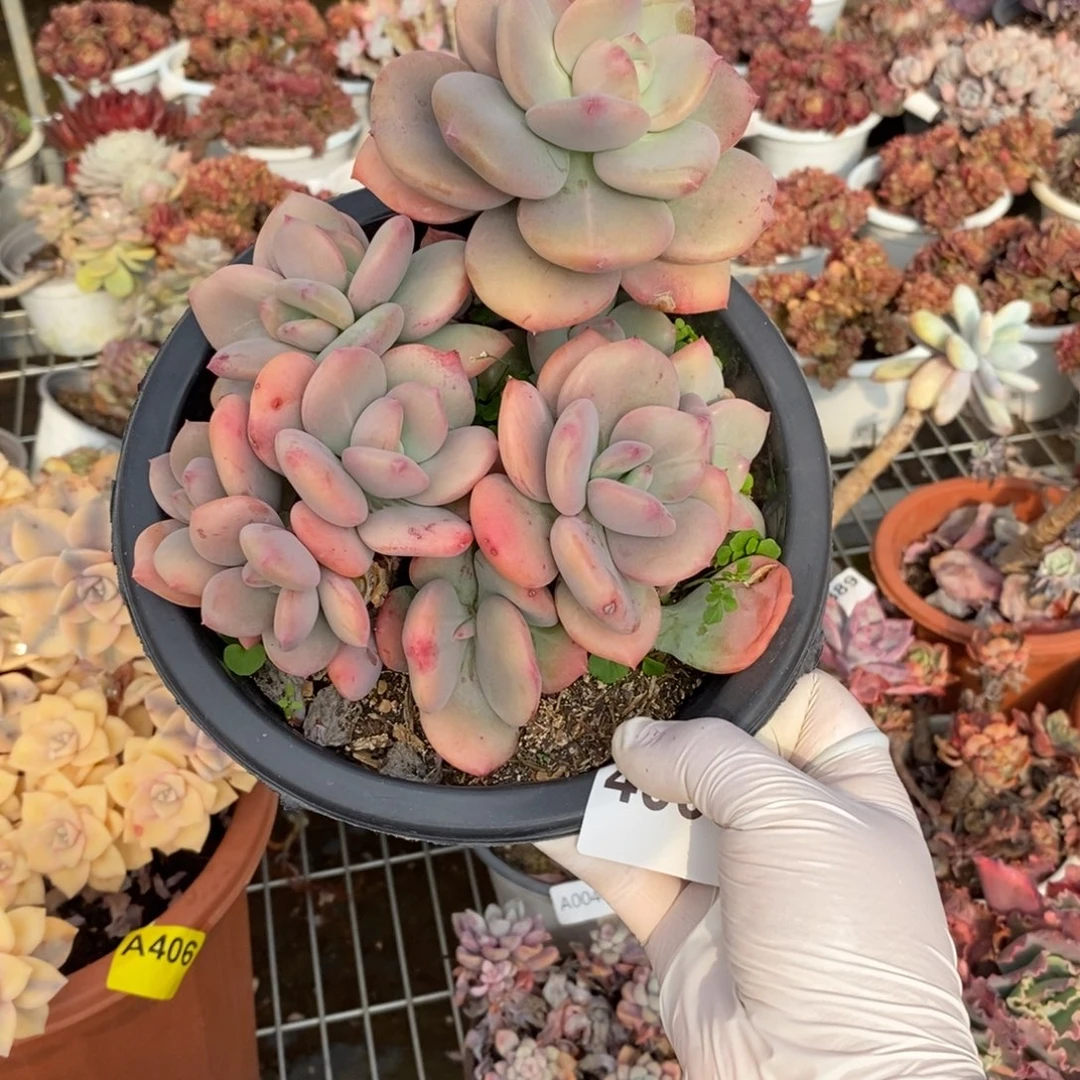 阿****4008貂蝉老桩一物一拍