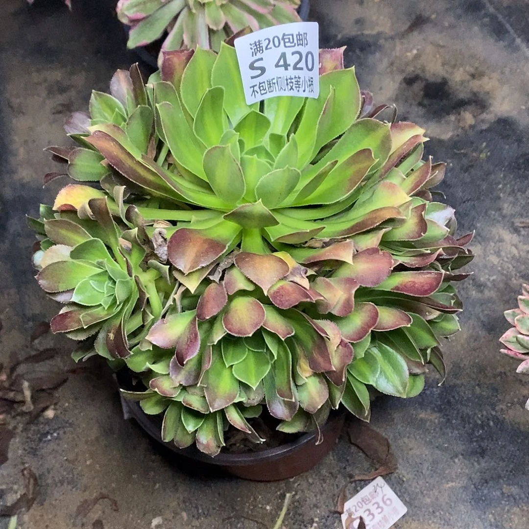 420火焰山多肉法师锦