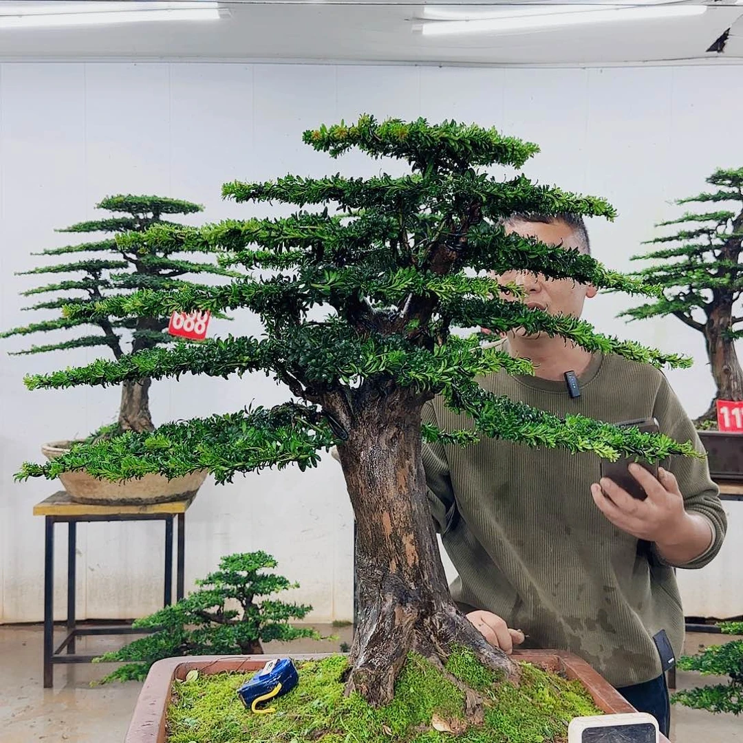 无花朵盆景园林……