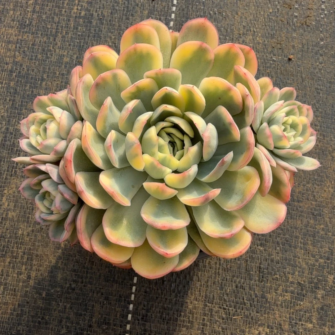 草莓冰锦群锦上园艺一物一拍