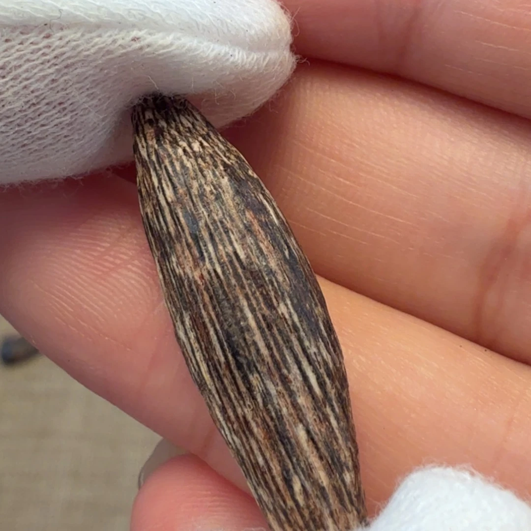 沉香海南瓜子沉香