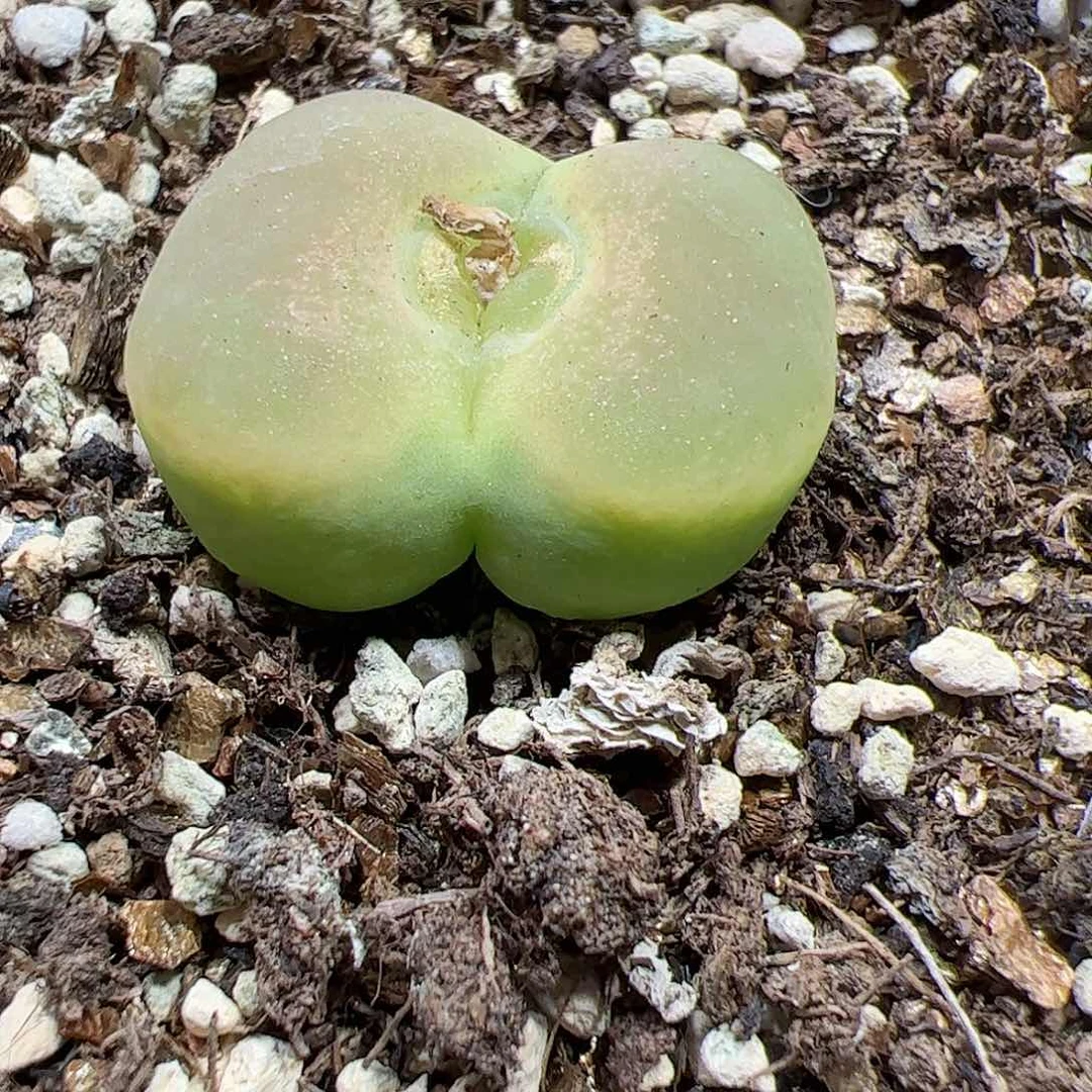 【闪购商品】234 蟠桃