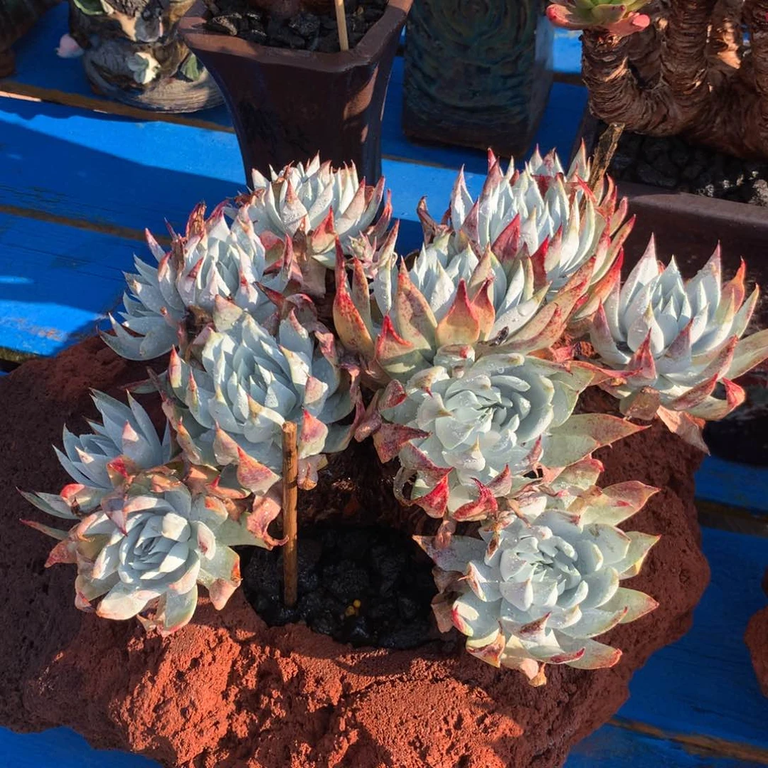 法瑞雪山，多肉植物