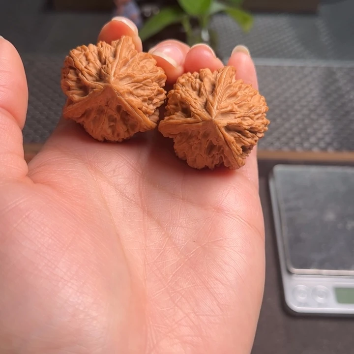 37全品无修文山三棱核桃