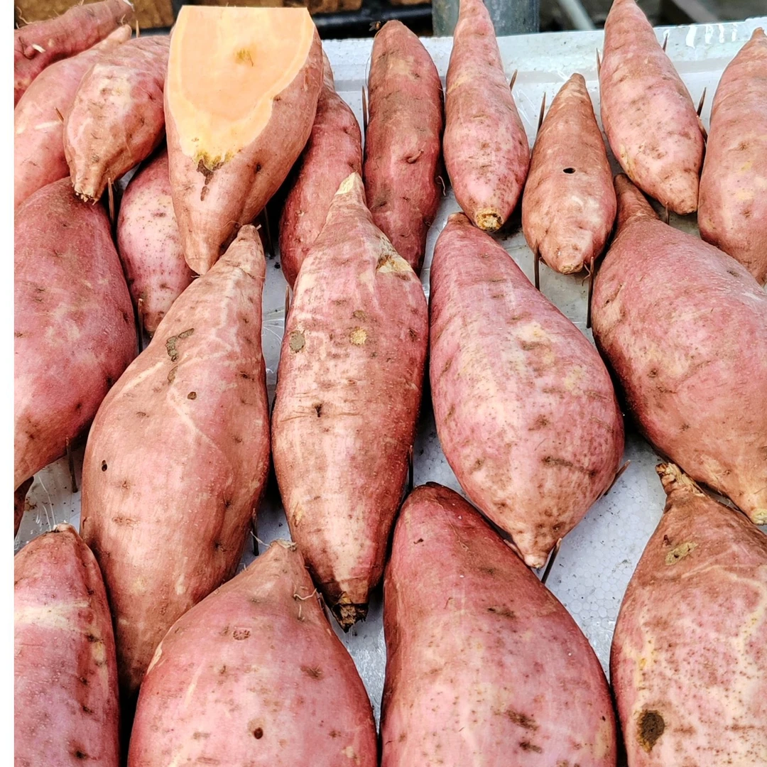 东风湖沙土地蜜薯烟薯新鲜现挖现发软糯香甜无筋无丝婴儿辅食代餐