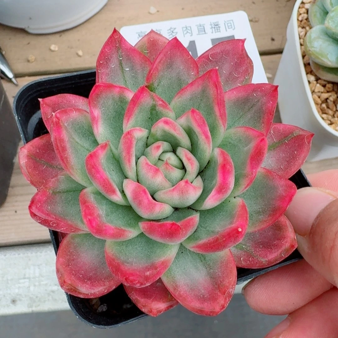 锦            精美多肉植物