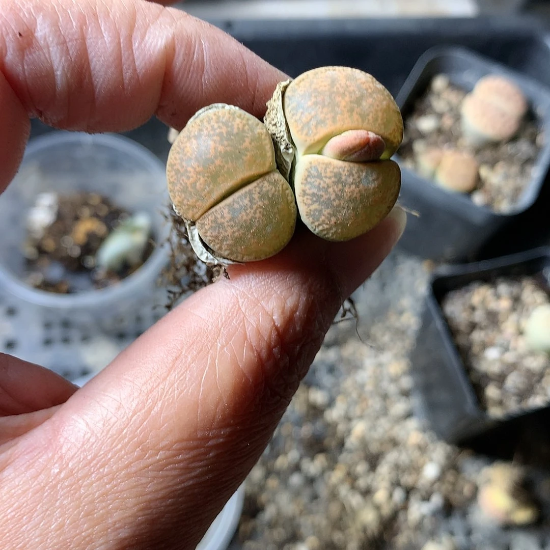 G06多肉植物保护
