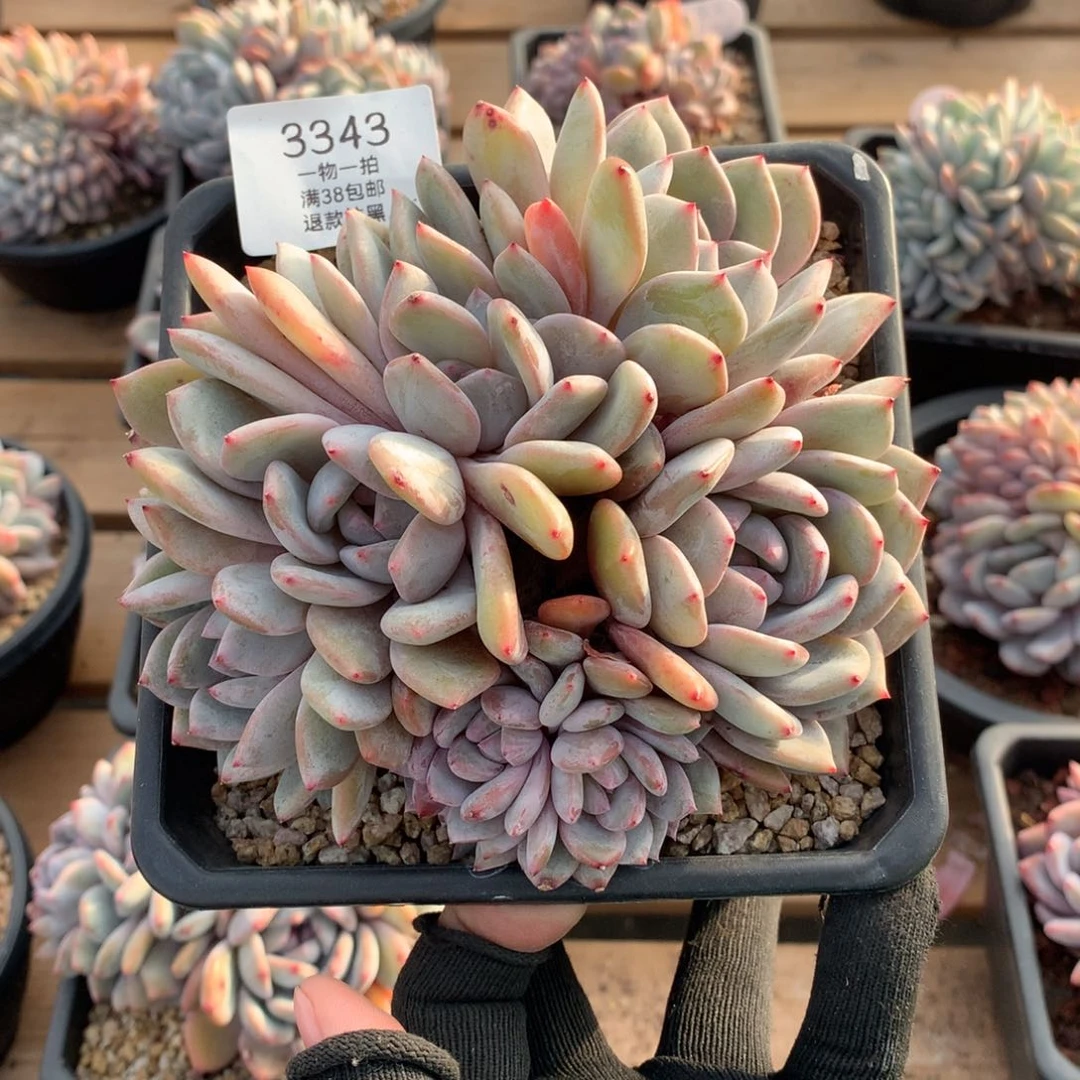 15.5厘米九头有砍星影朵朵3343