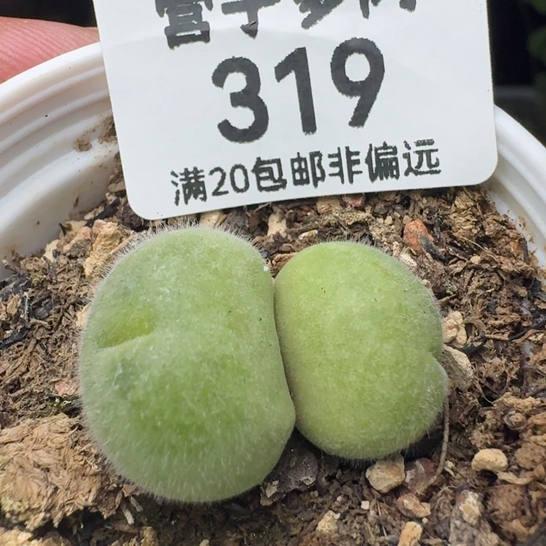 长毛带盆土