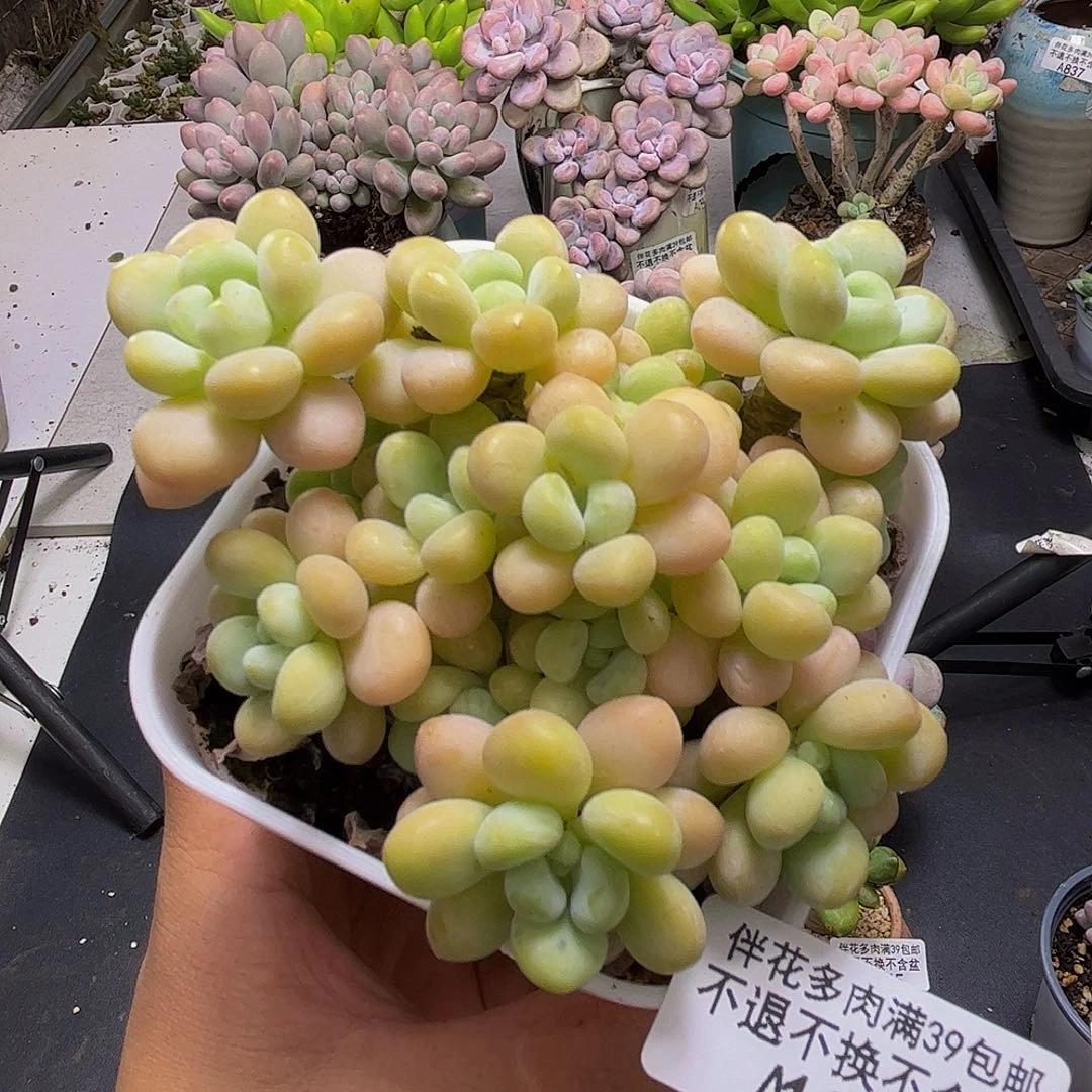 洛可可258/7cm多肉