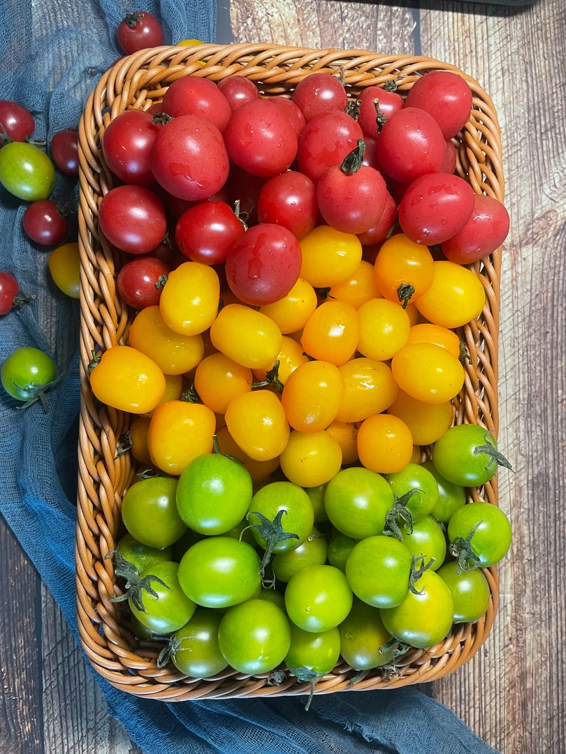 四川荣县鼎新镇本地小番茄现摘新鲜发货生吃即食水果蔬菜