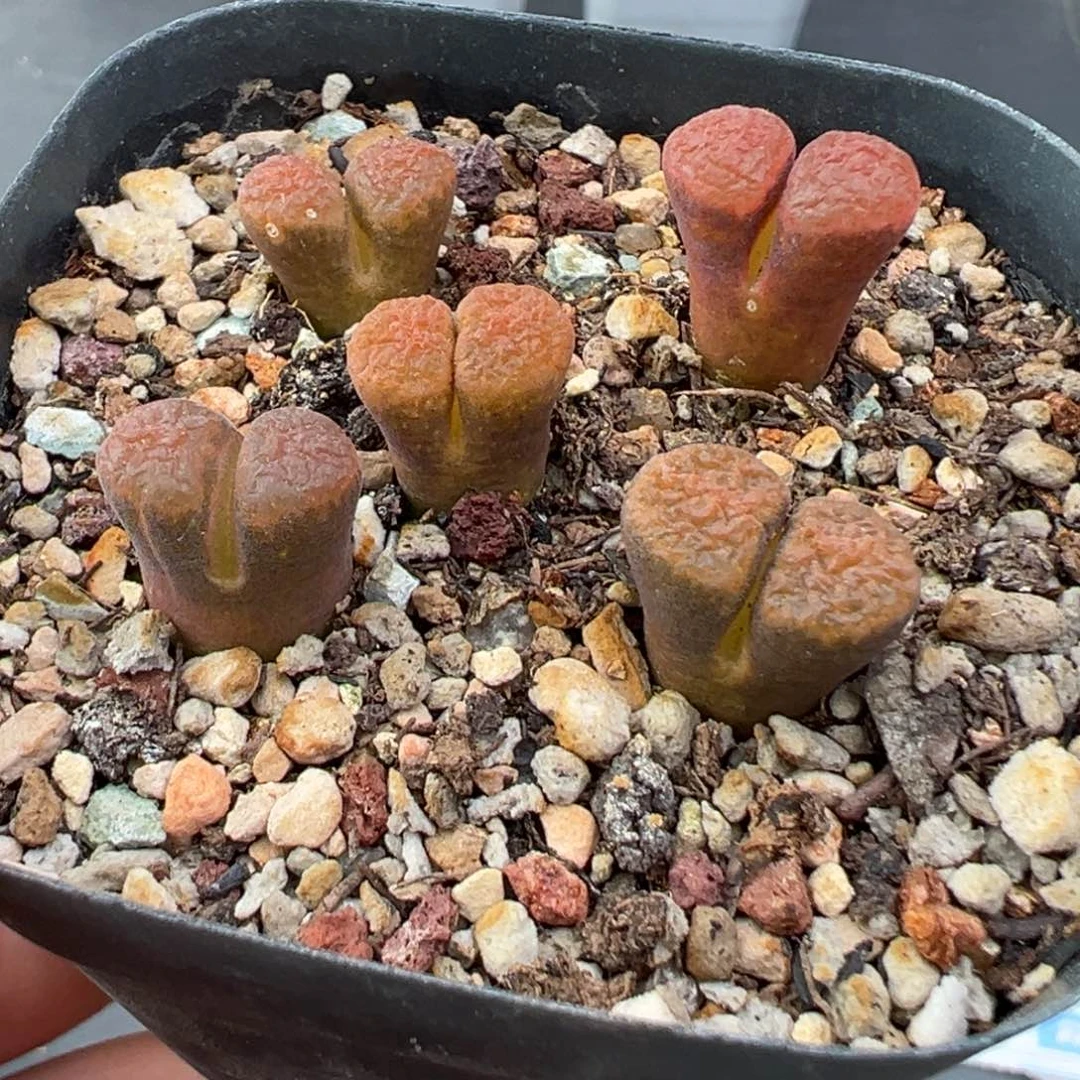 11.25好看的多肉脱土发货337