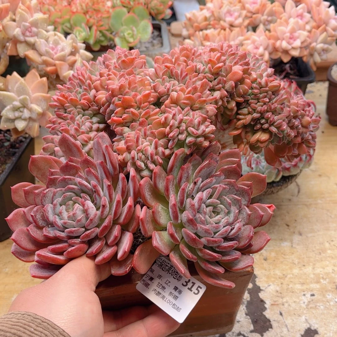 315玛瑙缀德华多肉