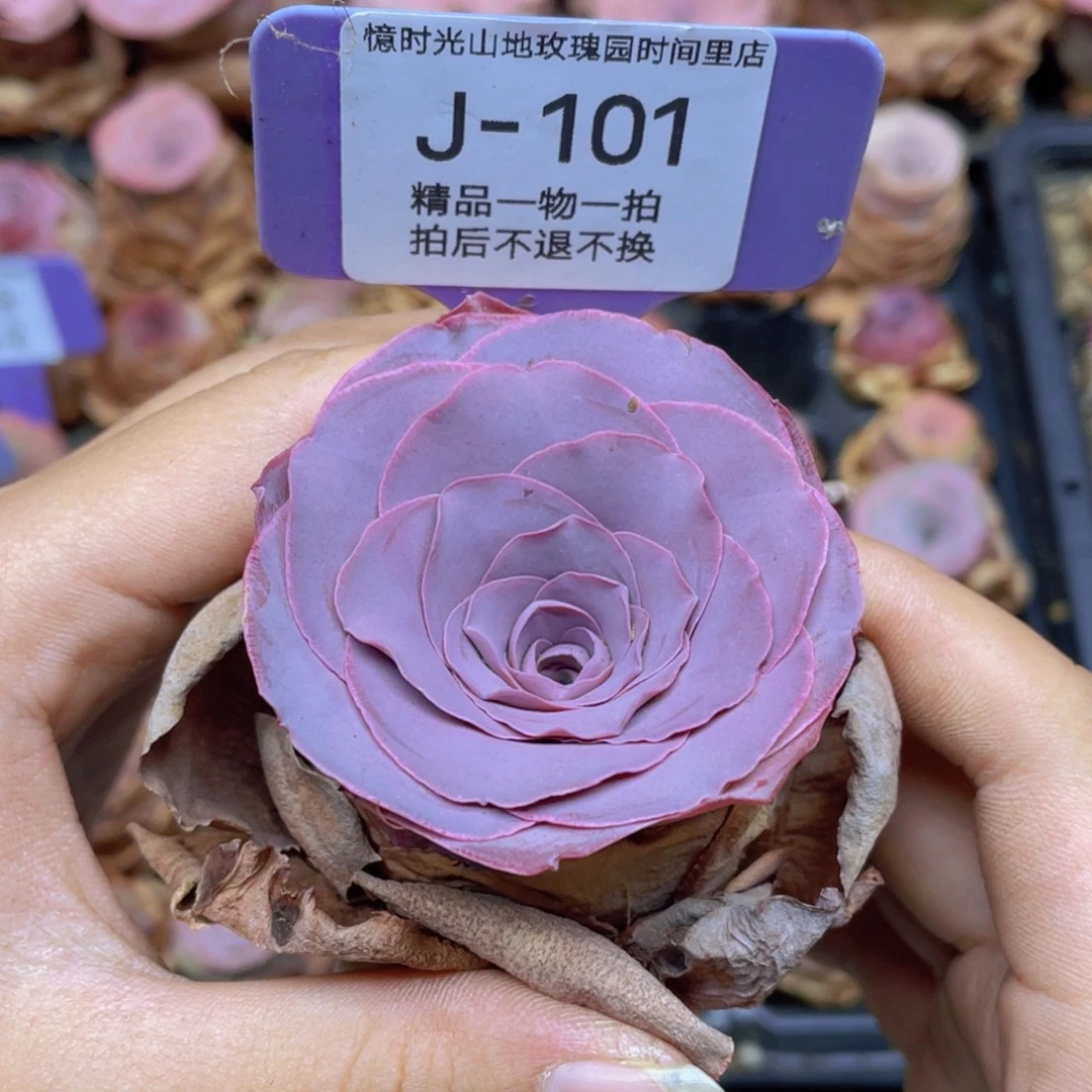*****山地玫瑰J101满38包邮裸根发货