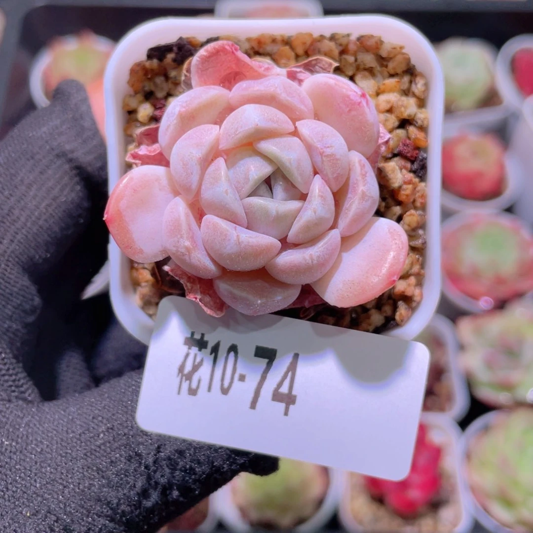 花利美10-74汉堡