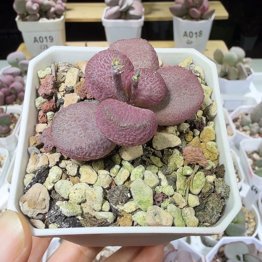 夏娃水泡多肉植物