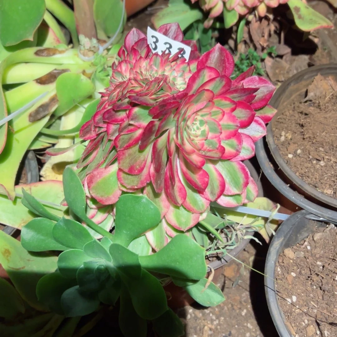 333 号多肉植物新年