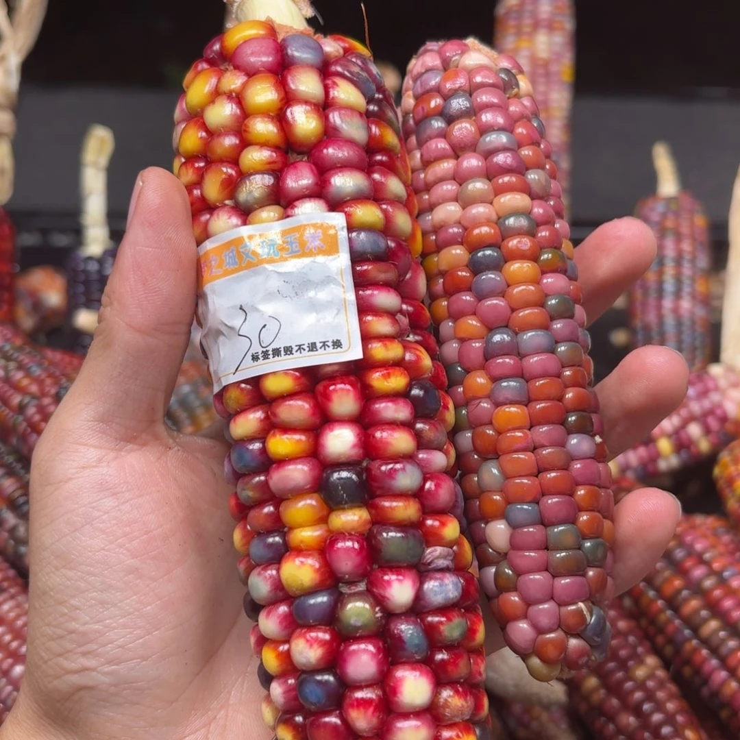 p***潘柏香籽/百香籽吊坠