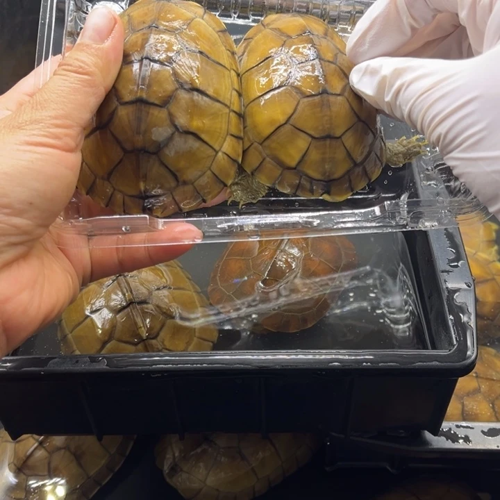 公母搭配宠物龟8.2-8.5一对