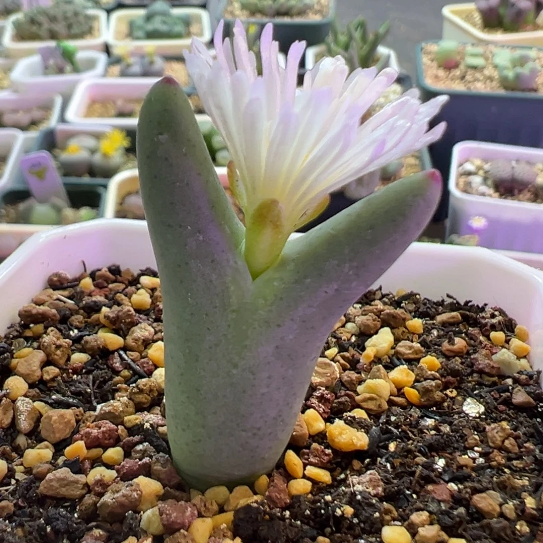 白花皮卡丘 肉锥植物