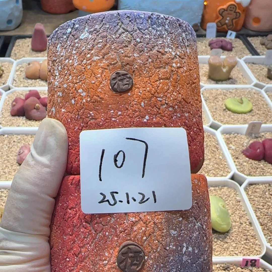 王****的多肉多肉多肉1.21-107