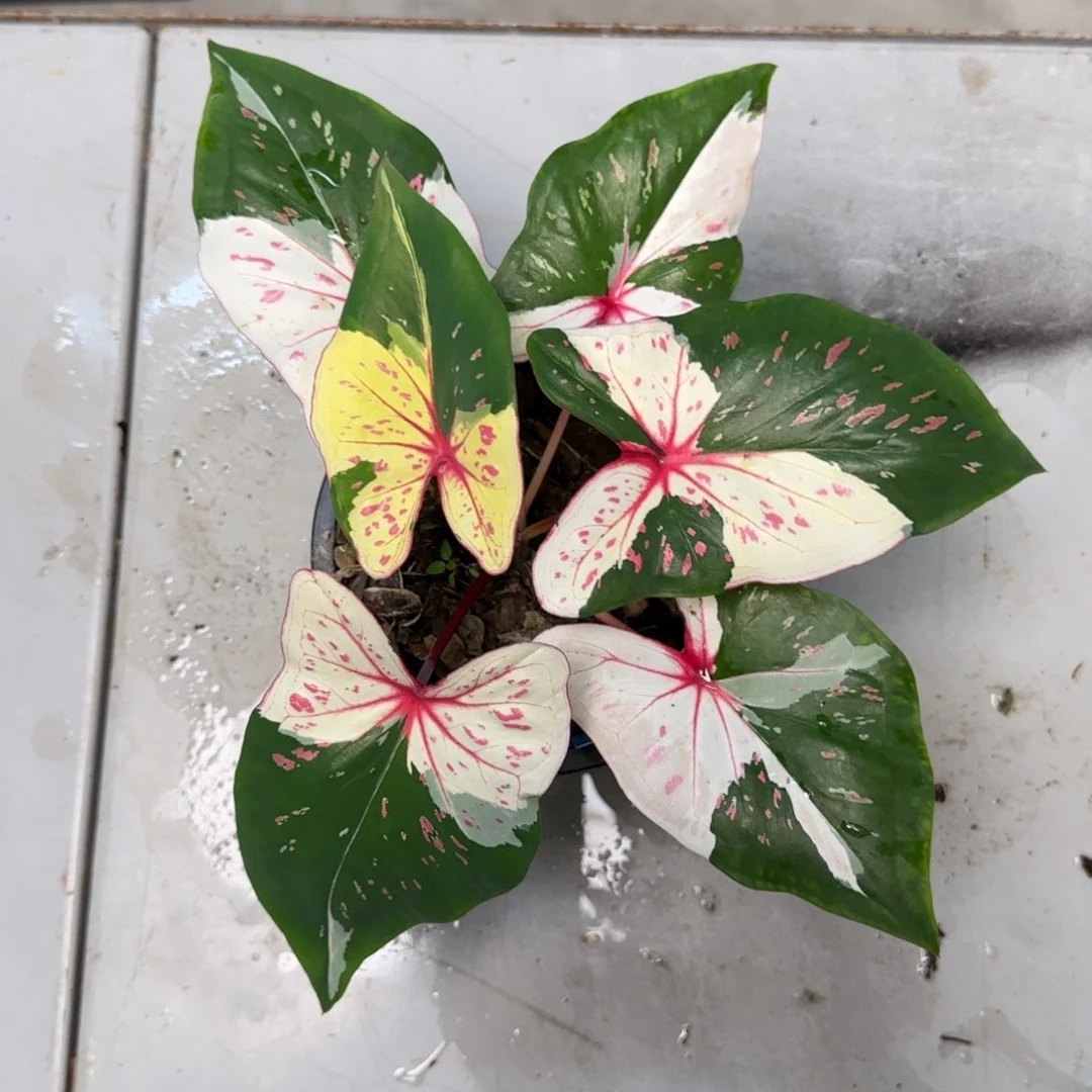 9044-0803泰国发货众神聚会