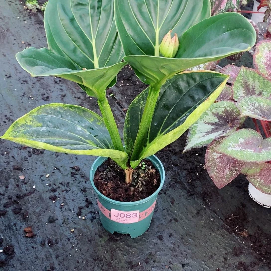 无花朵水***户木本花卉083叶损