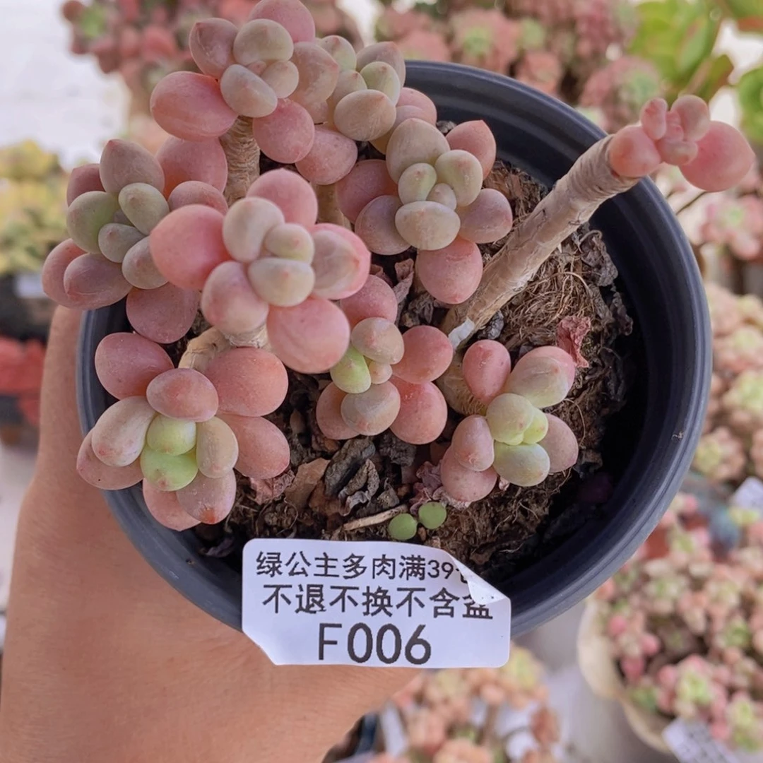 鱼子酱老桩有砍7cm006多肉植物