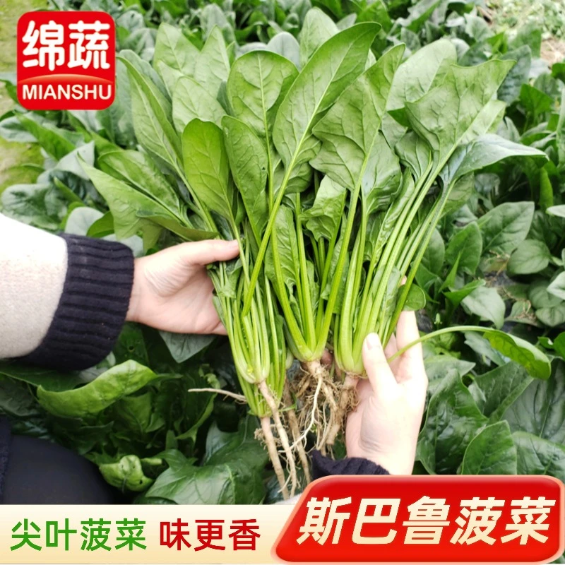 绵蔬【斯巴鲁菠菜】绿色菠菜小院阳台盆栽都可以种植蔬菜种子夏季
