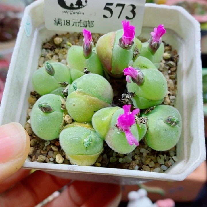 生石花花花花花花花573