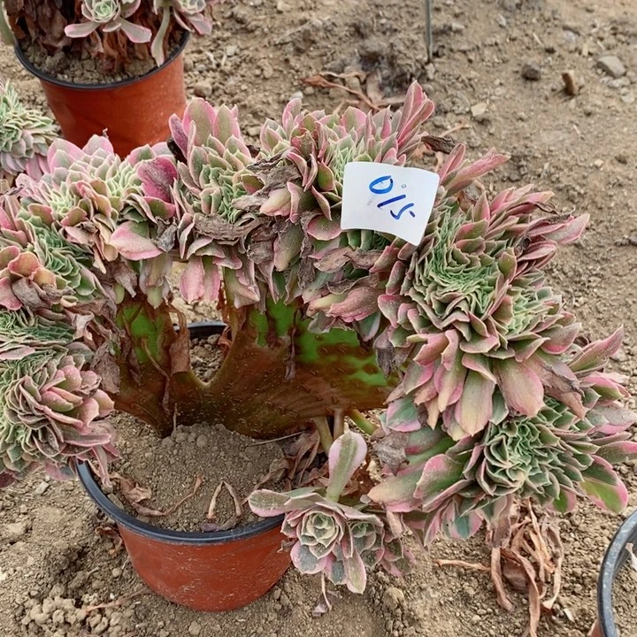 015粉女郎多肉植物