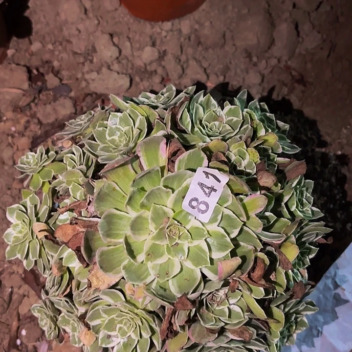841万花筒多肉植物不售后