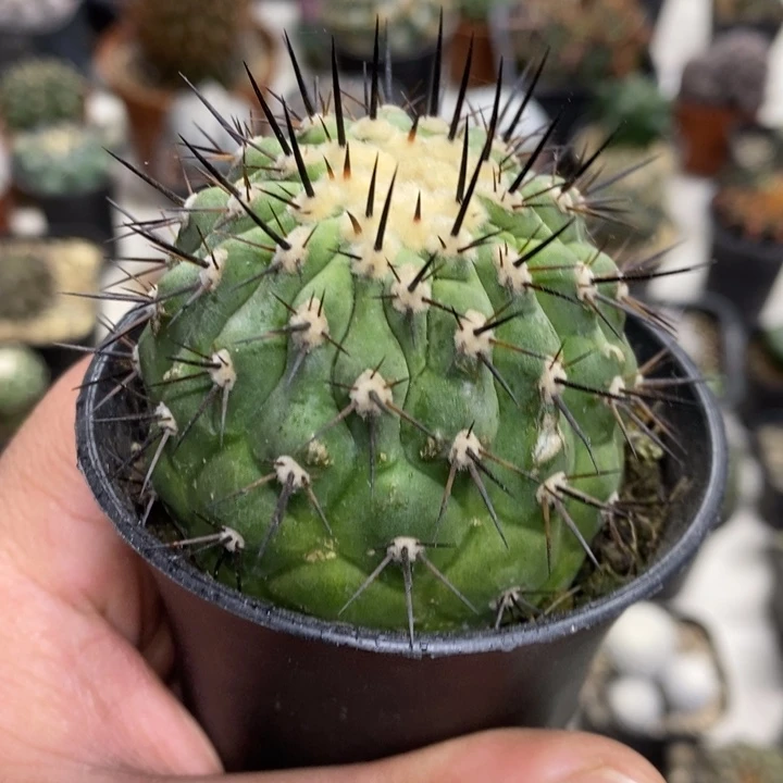 黑王特价福利包邮