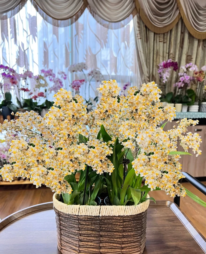 特价梦香兰  （不挑品种）不售后 云南鲜花绿植