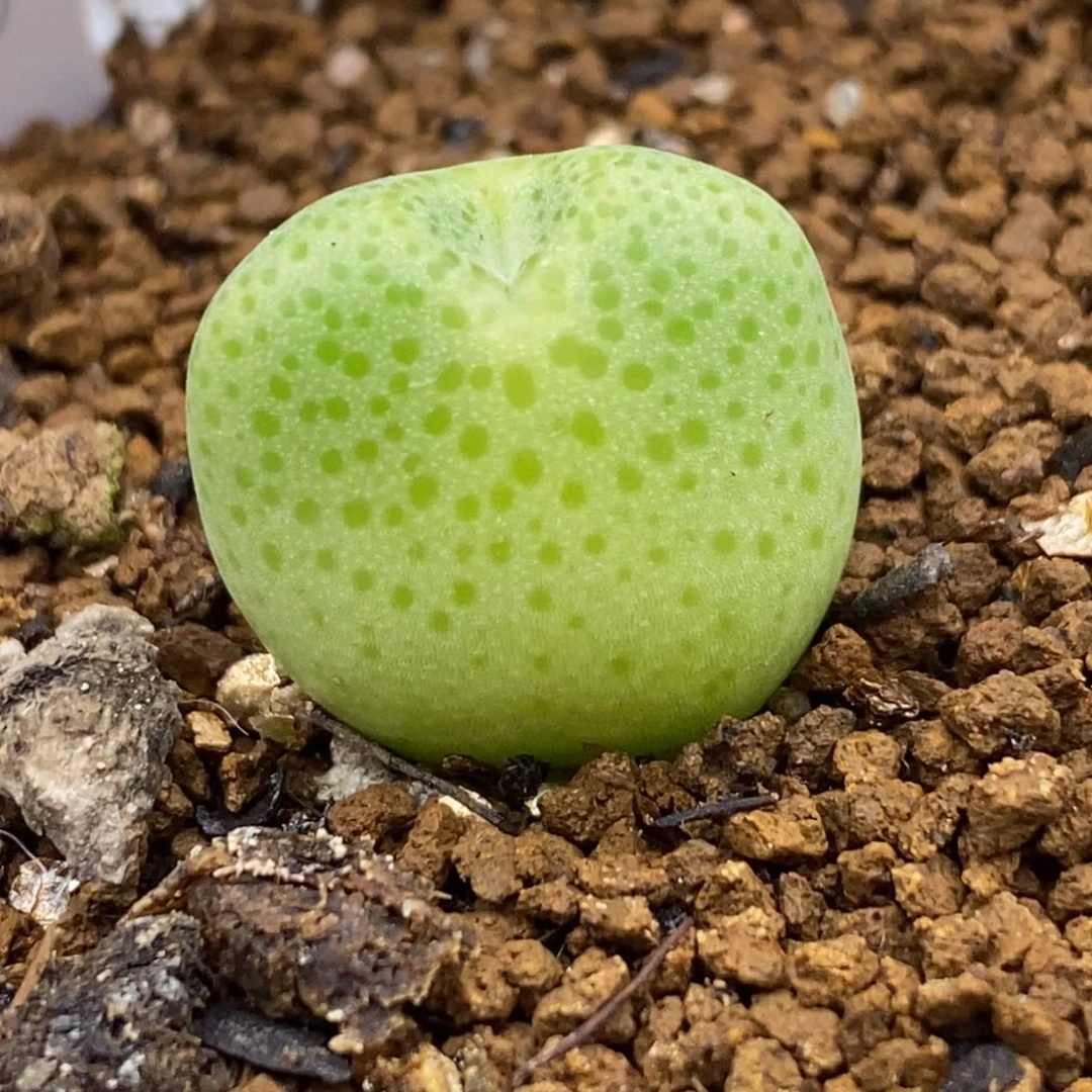 巨型鹿角巨型鹿角巨型鹿角