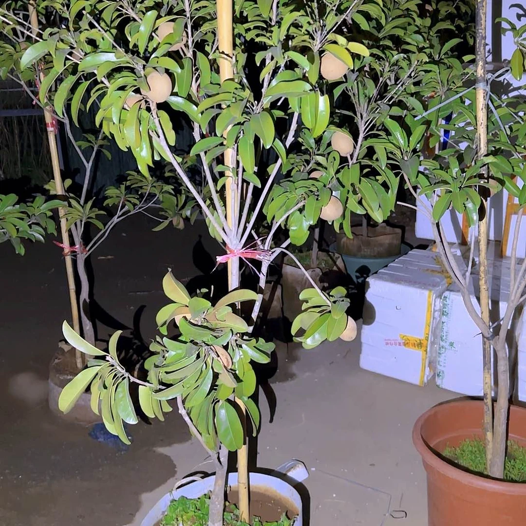 爱***人果树1111111111