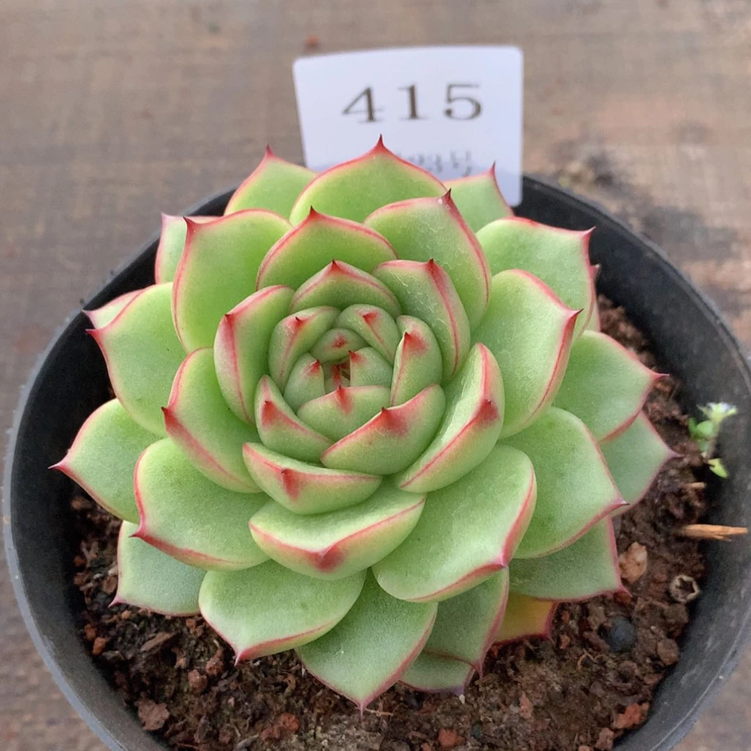 【闪购商品】云415号