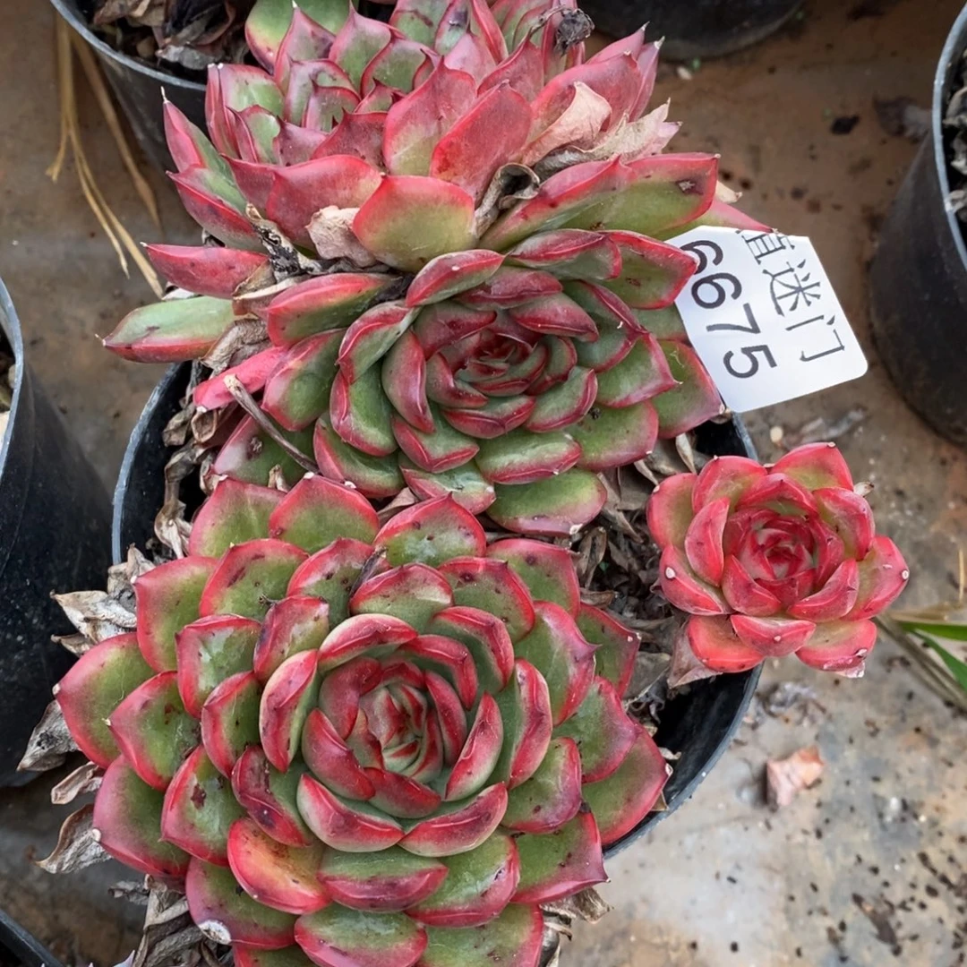 一***了杂交精品多肉6675~12厘米