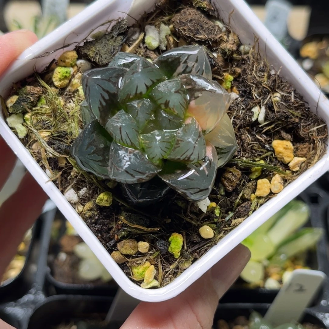 4龙爪玉露锦一物一拍