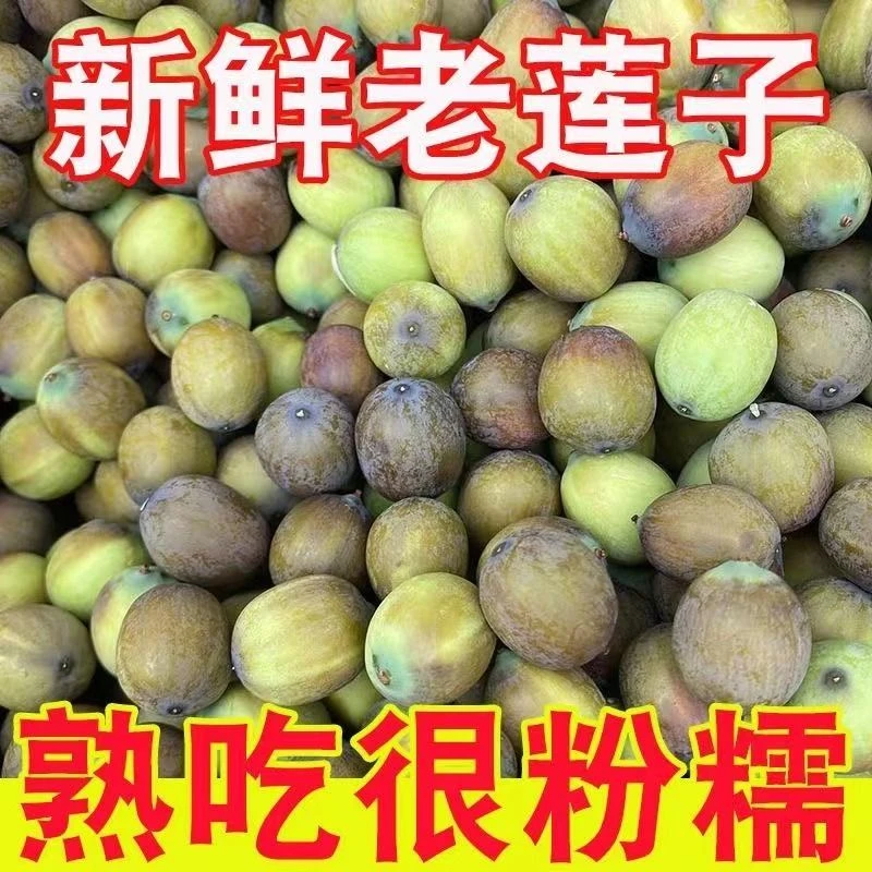 （2025年新鲜莲子）江西石城大颗粒老莲子带壳酱褐色未去皮7-9分熟