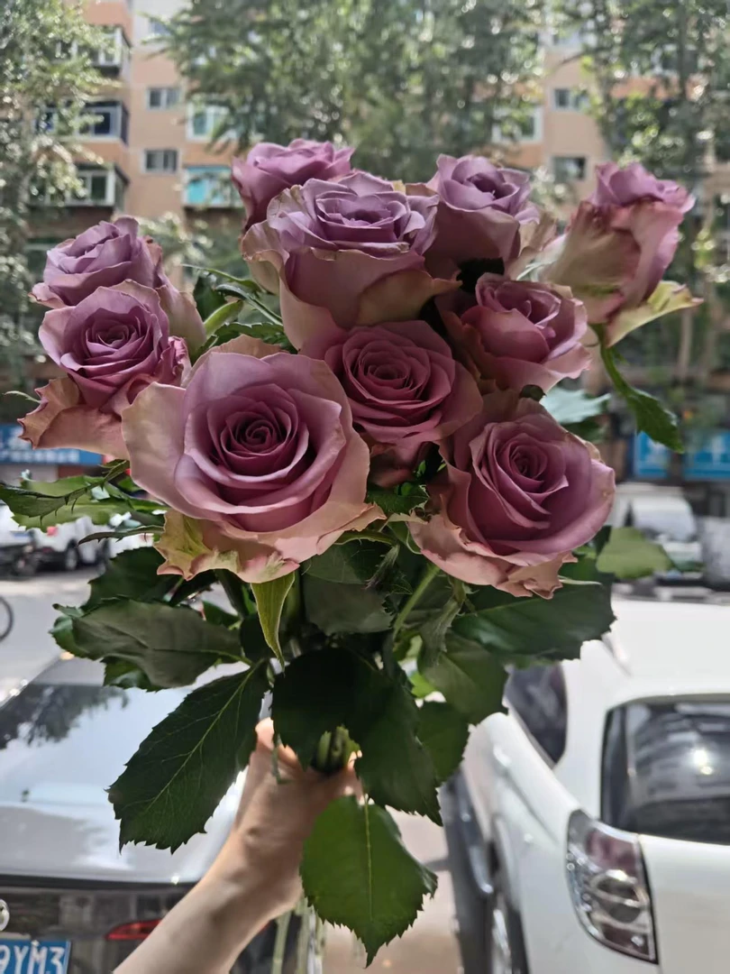 粉荔枝.曼塔.香槟。紫霞。粉红雪山昆明品玫瑰