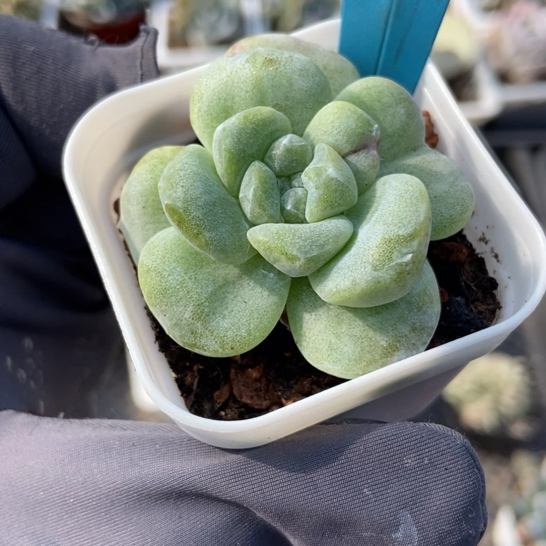 19冰玉石化多肉植物保护