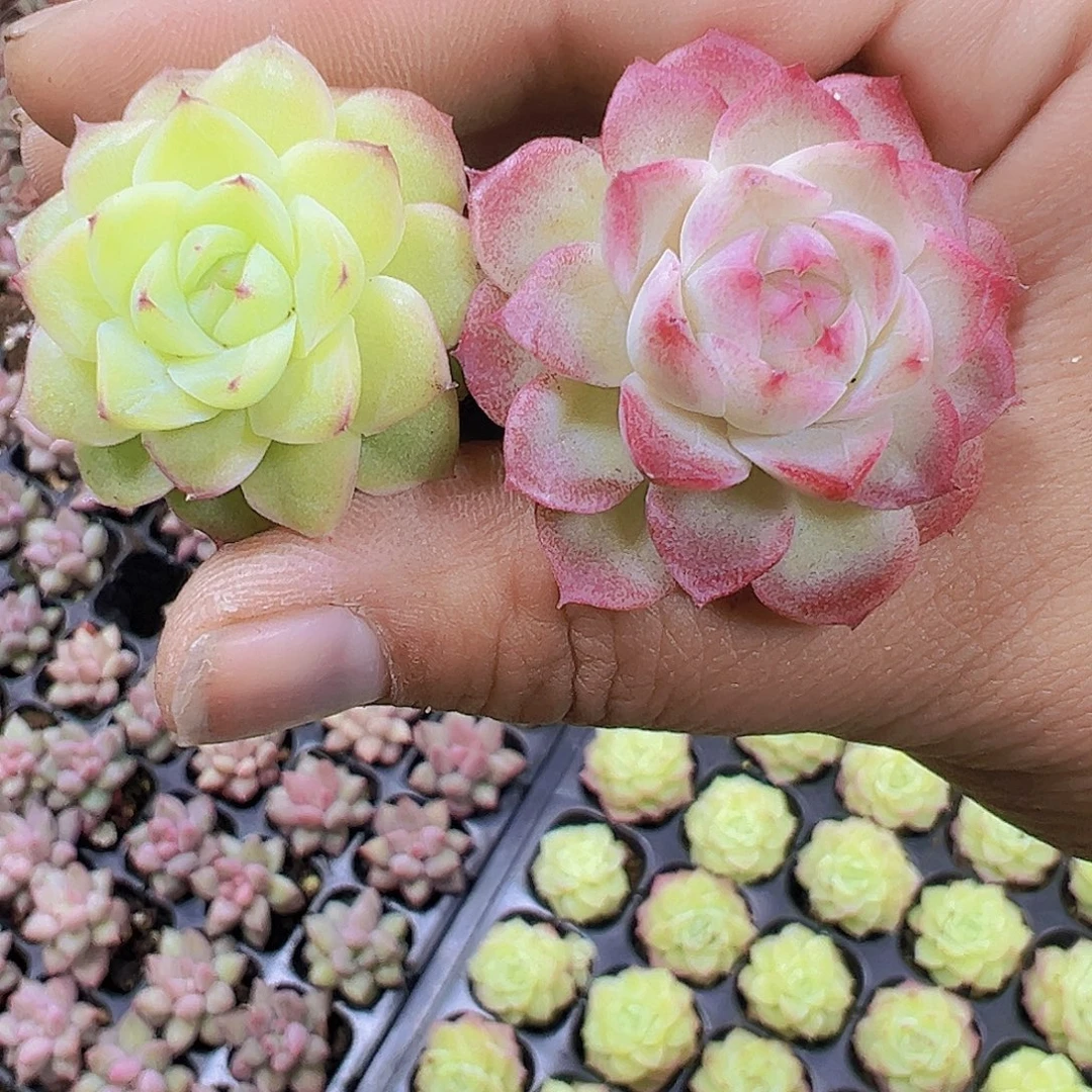 玫瑰仙子3黄3粉6个19包邮