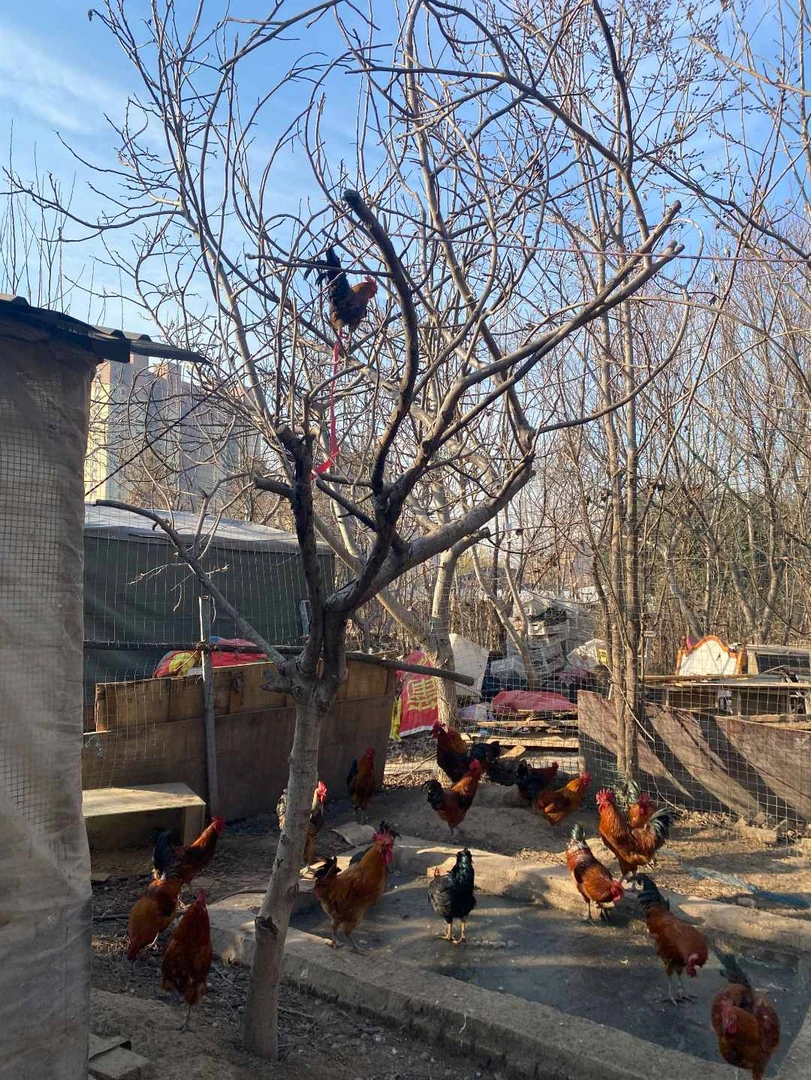 纯粮食喂养1年多的散养细腿纯苯鸡，芦花鸡，活鸡现杀 京东冷链包邮