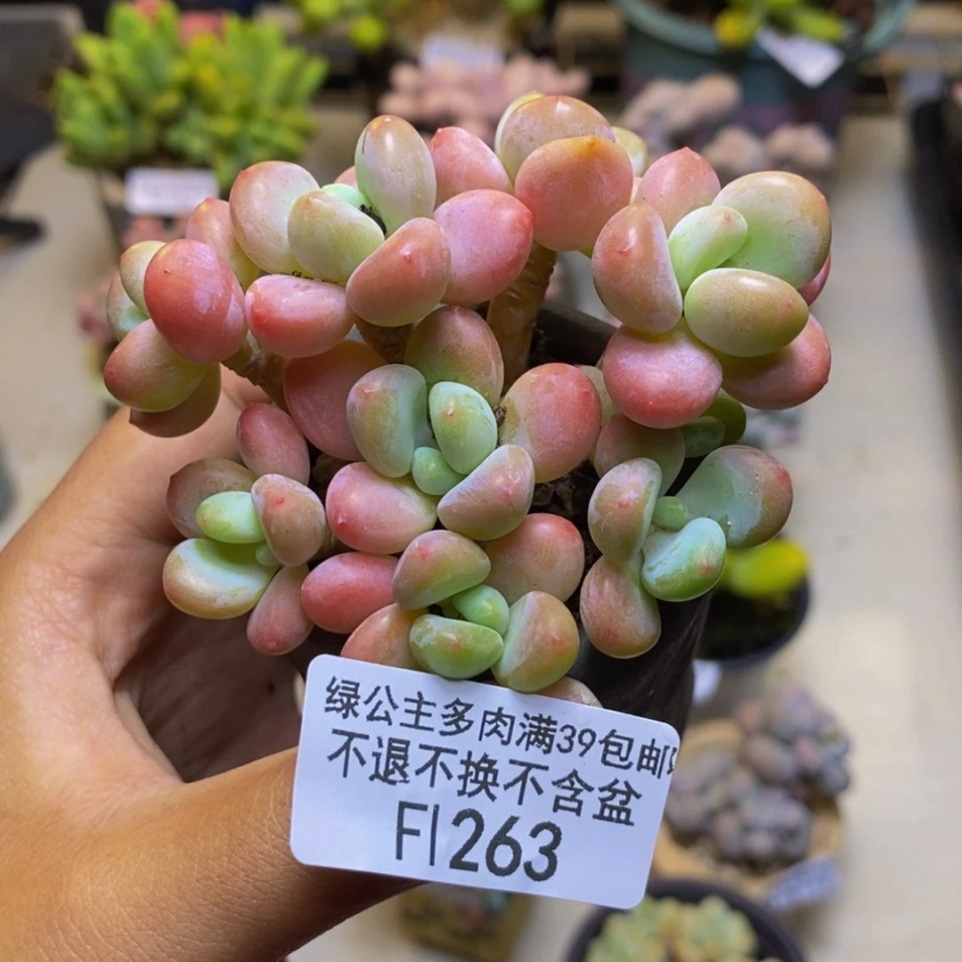 263橘子香水多肉7cm