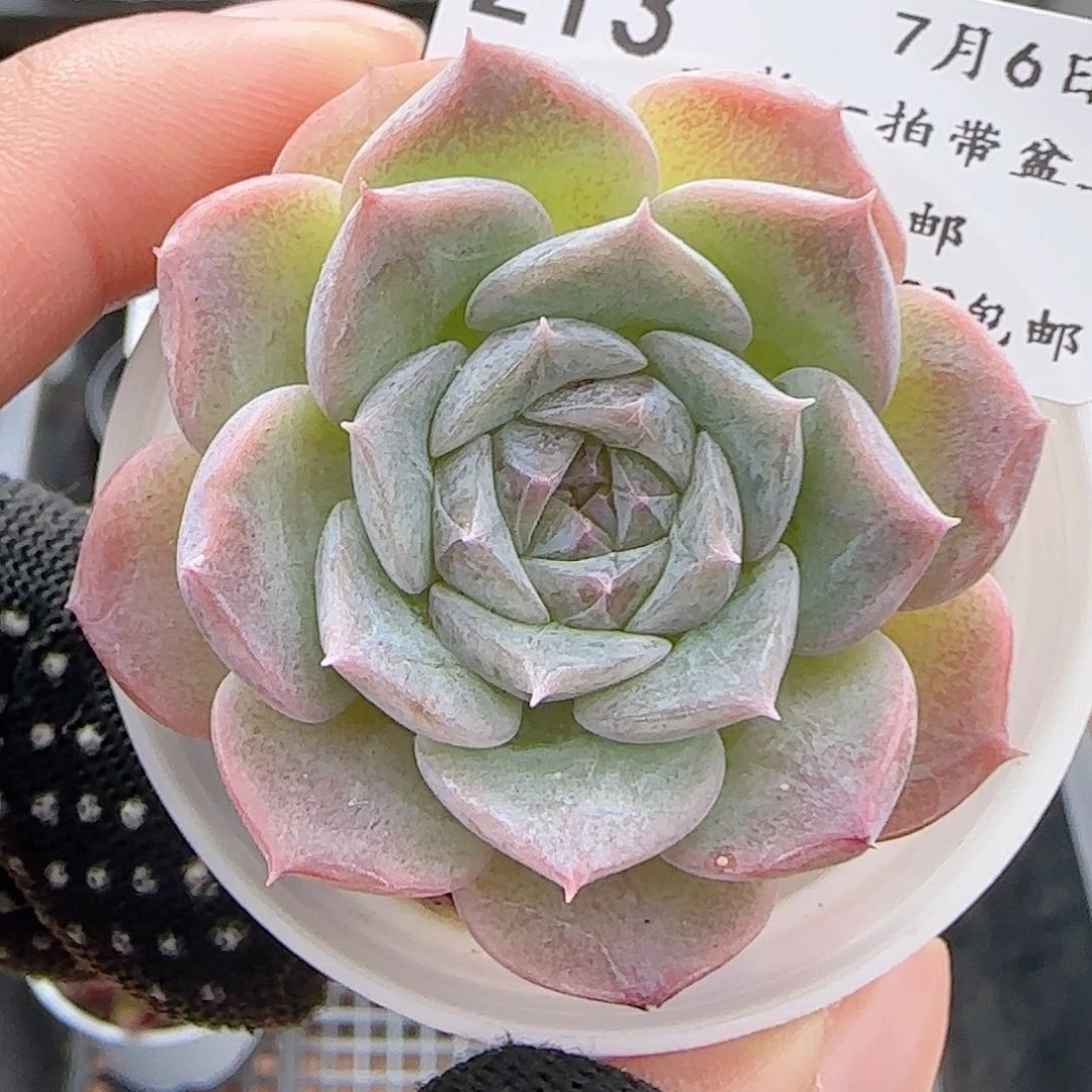 多肉0706-213纯爱