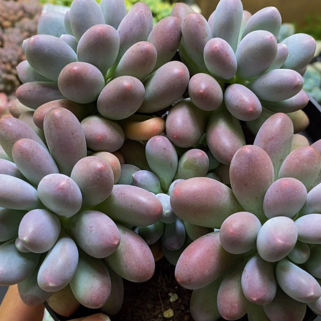 853蛋黄奶15多肉植物