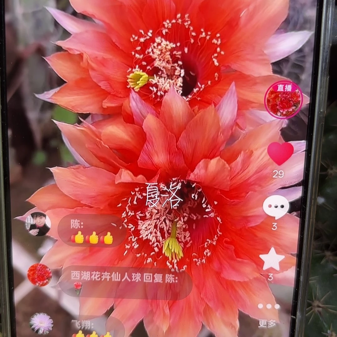 夏洛彩侧牙20包邮26