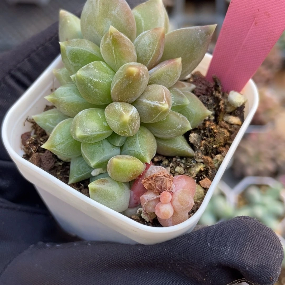 2055重楼多肉植物保护