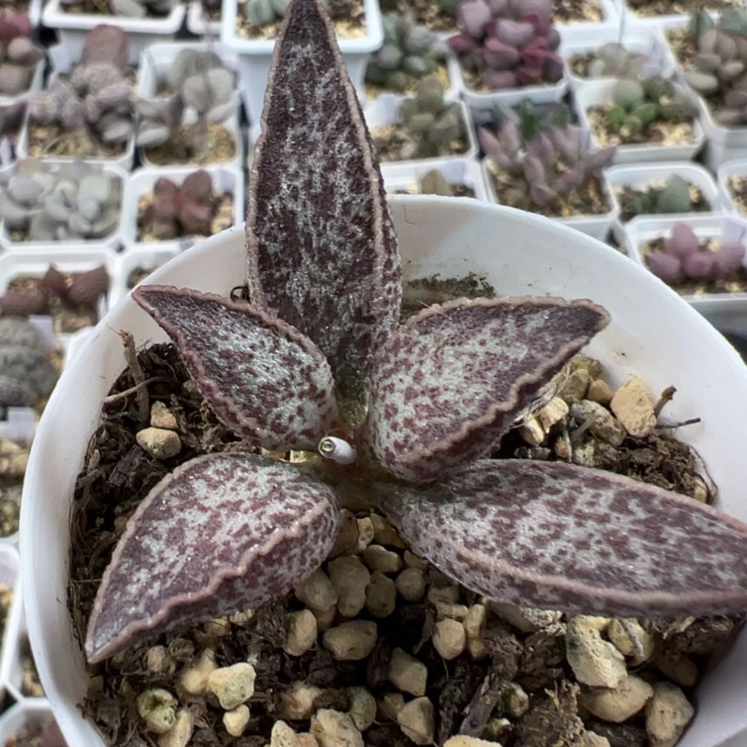 血斑实生新品多肉植物水泡